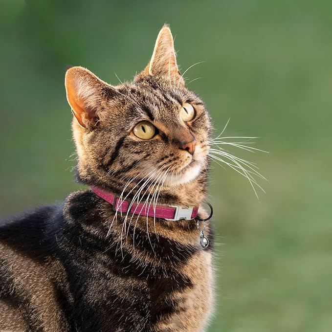 Leather Cat Collar with Buckle and Removable Bell - Image 6