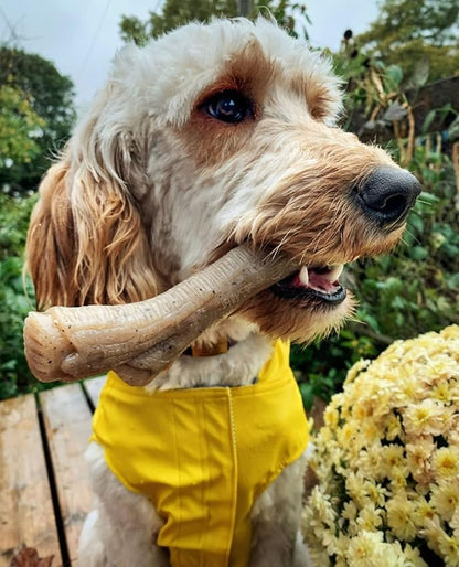 Nylabone Gourmet Style Stick Strong Chew Toy - Image 9