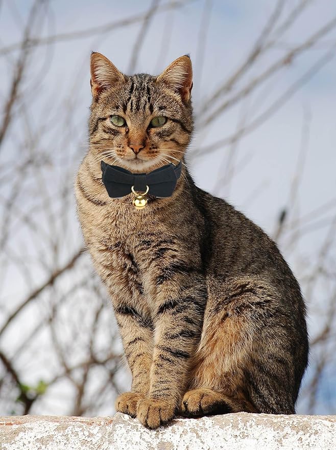 2 Pack Soft Corduroy Cat Collars - Image 5
