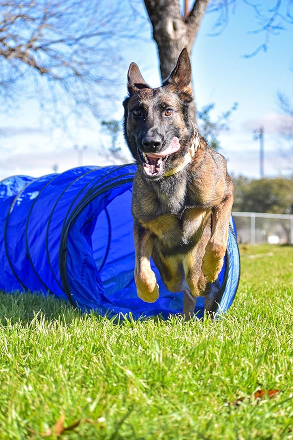 Better Sporting Dogs 10 Foot Dog Agility Tunnel - Image 5