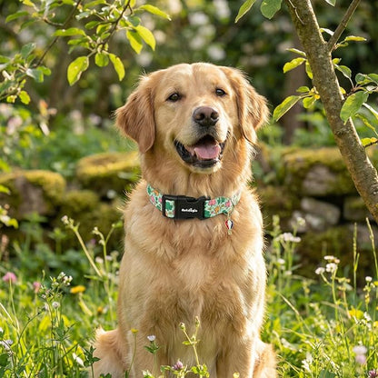 St. Patrick's Day Dog Collar, Puppy Collar - Image 7
