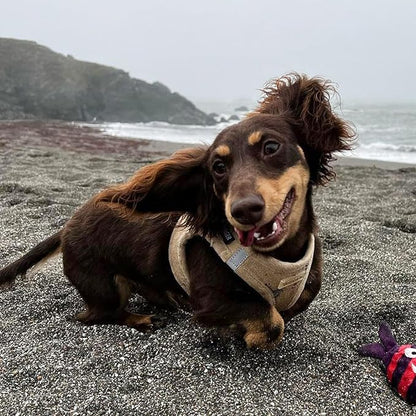Best Pet Supplies - Image 7