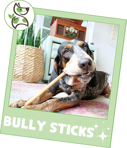 Nature Gnaws Bully Sticks for Dogs 11-12" - Image 6