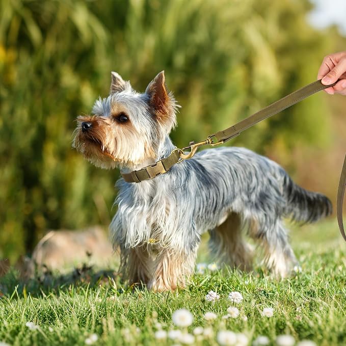 Didog Soft PU Leather Dog Collar, Stylish Quick Released Dog Collars - Image 3