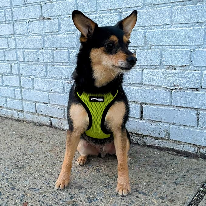 Voyager Step-in Pet Harness - Image 8