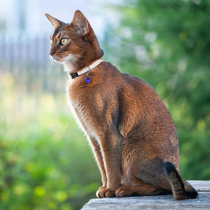 Breakaway Cat Collar with Bell - Image 6