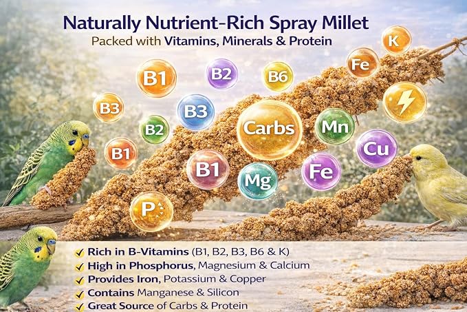 1lb Millet Tips & Tails for Birds - Image 5