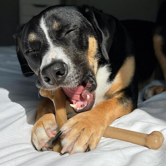 Nylabone Gourmet Style Strong Chew Toy Bundle, Toys - Image 6