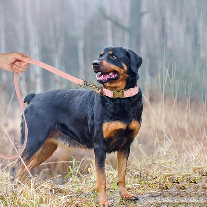 Didog Soft PU Leather Dog Collar, Stylish Quick Released Dog Collar - Image 3