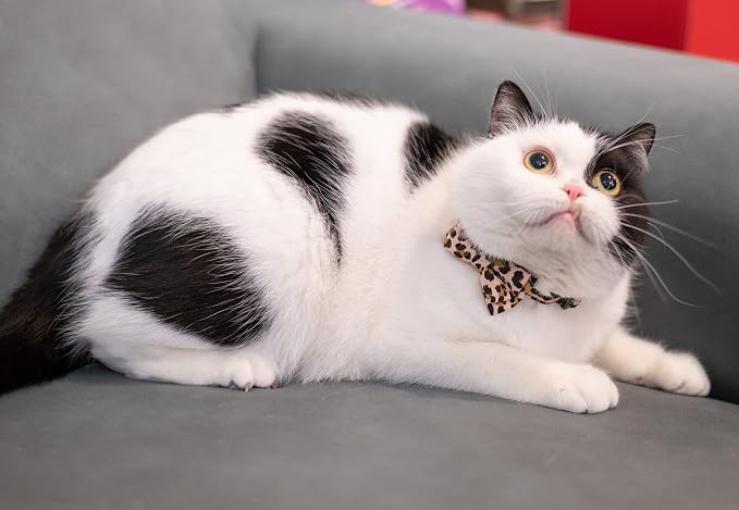Collar for Cat Pet Breakaway - Image 6