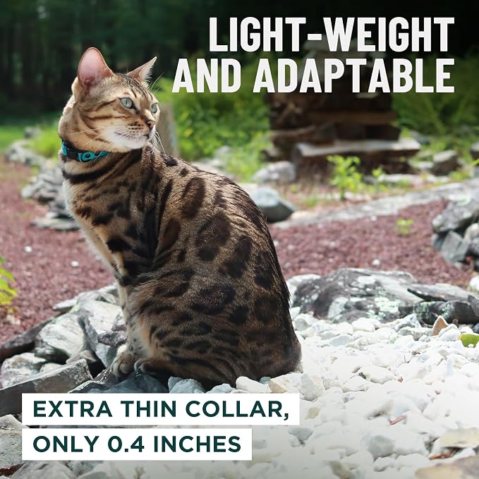 OutdoorBengal Orange Breakaway Kitten Collar - Image 6