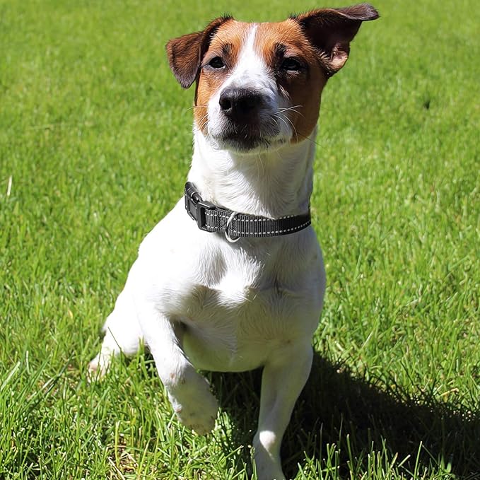 Reflective Dog Collar with Buckle Adjustable Safety Nylon Collars - Image 8