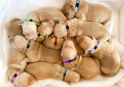 Puppy Collars for Litter, Puppy Collars for Small Puppies Soft Nylon Safety - Image 8