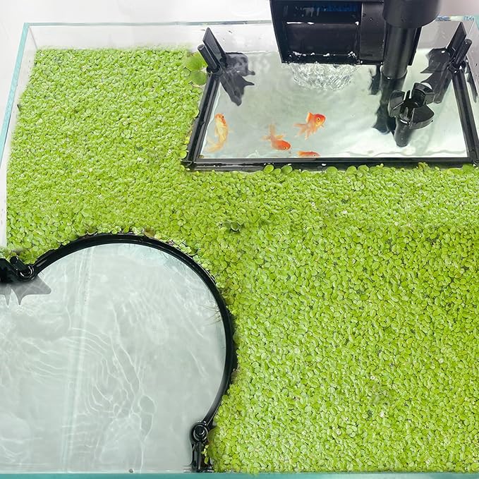 Aquarium Floating Plant Barrier, Floating Plant Corral Self Adjusts to Water by Pryitier