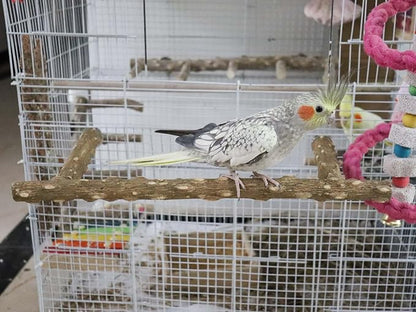 Large Natural Pepper Wood Parrot Stand Branch, Wooden Perch - Image 3