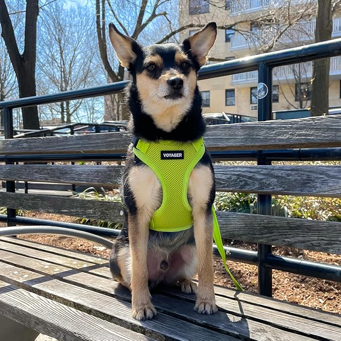 Voyager Step-in Pet Harness - Image 8