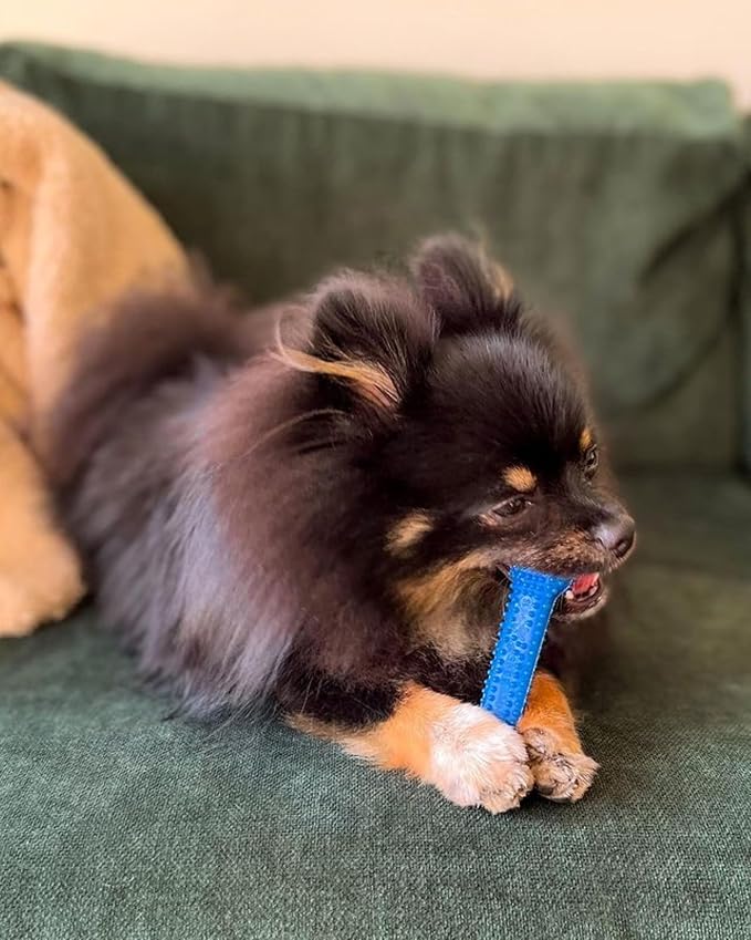 Nylabone Textured Dental Bone Flexi Chew Toy - Image 6