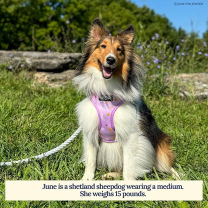 Lucy & Co. Cute Reversible Dog Harness Walking Halter - Image 3