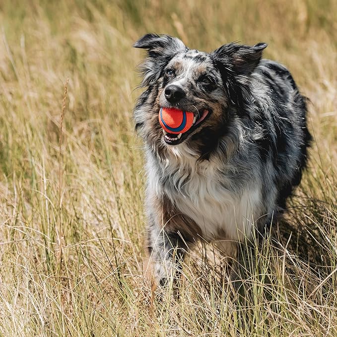 Chuckit! Ultra Ball Dog Toy - Image 4
