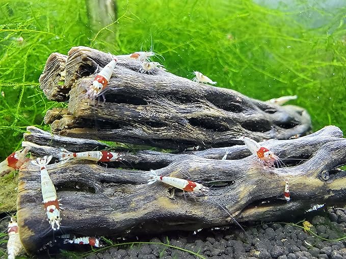 Natural Cholla Wood for Aquarium Decoration Shrimp and Fish Tank) - Image 4