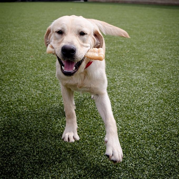 Nylabone Textured Knuckle Bone Power Chew Toy - Image 3