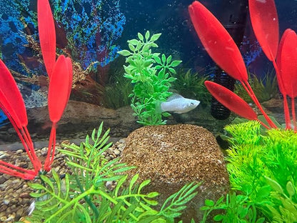 Aquarium Stone for Natural Water Clarification and Odor Removal Featuring - Image 5