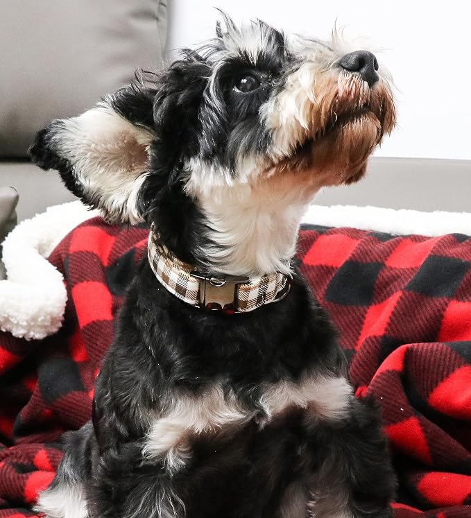 Unique style paws Dog Collar Metal Buckle Collar Gift - Image 3