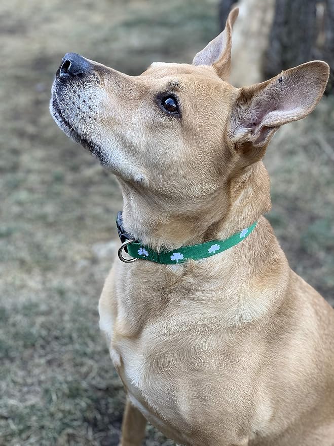 Native Pup St Patricks Dog Collar- Saint Patrick Green Shamrock Pet Collars- - Image 6