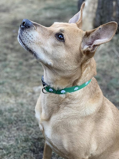Native Pup St Patricks Dog Collar- Saint Patrick Green Shamrock Pet Collars- - Image 6