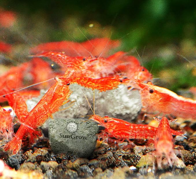 SunGrow Shrimp Rocks, Magnesium Rocks - Image 5