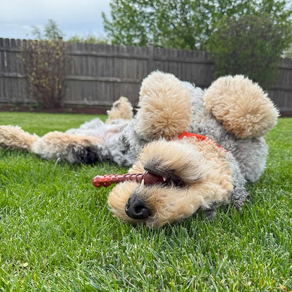 Nylabone Textured Bone Power Chew Toy - Image 3