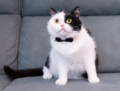 Collar for Cat Pet Breakaway - Image 6