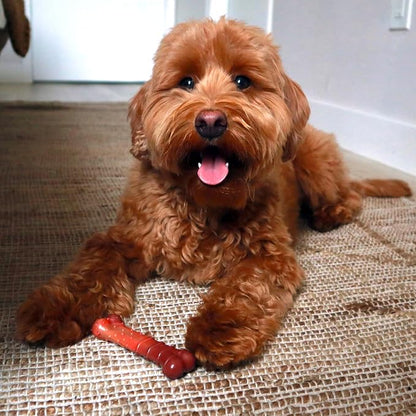Nylabone Textured Bone Power Chew Toy - Image 3