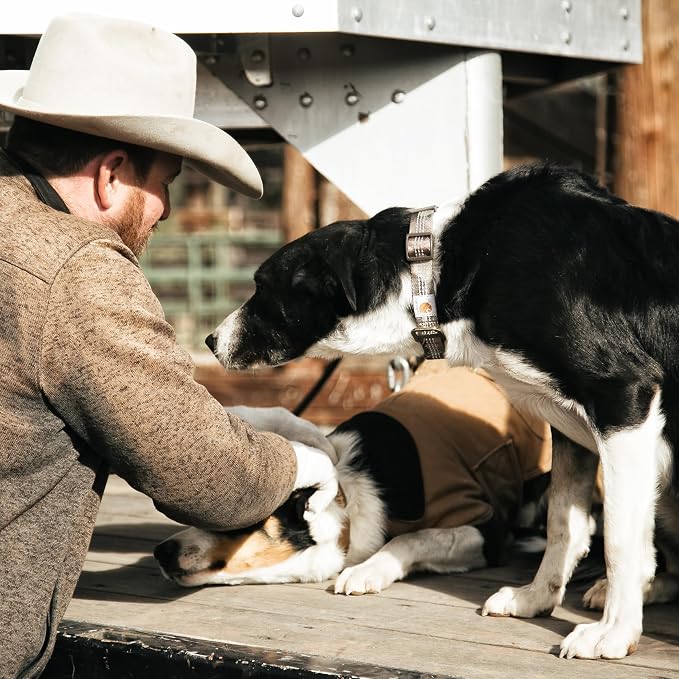 Carhartt Dog Collar, Fully Adjustable Webbing Collars - Image 6