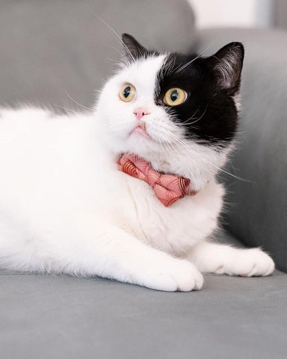 Collar for Cat Pet Breakaway - Image 2