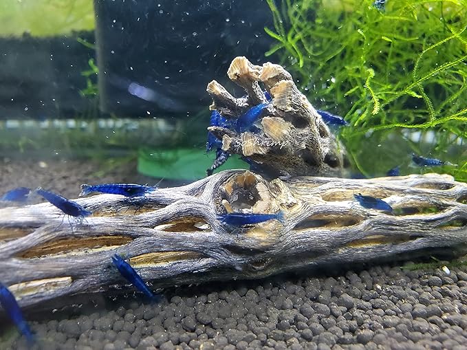 Natural Cholla Wood for Aquarium Decoration Shrimp and Fish Tank) - Image 2