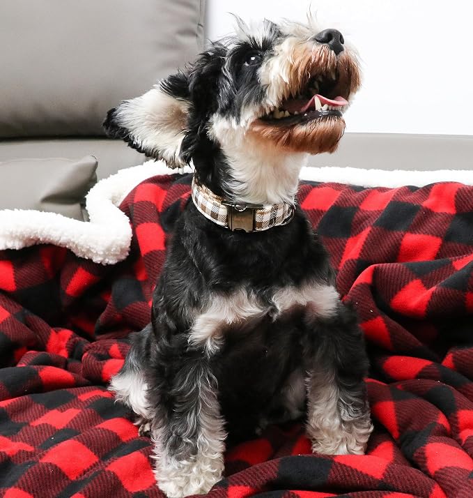 Unique style paws Dog Collar Metal Buckle Collar Gift - Image 5