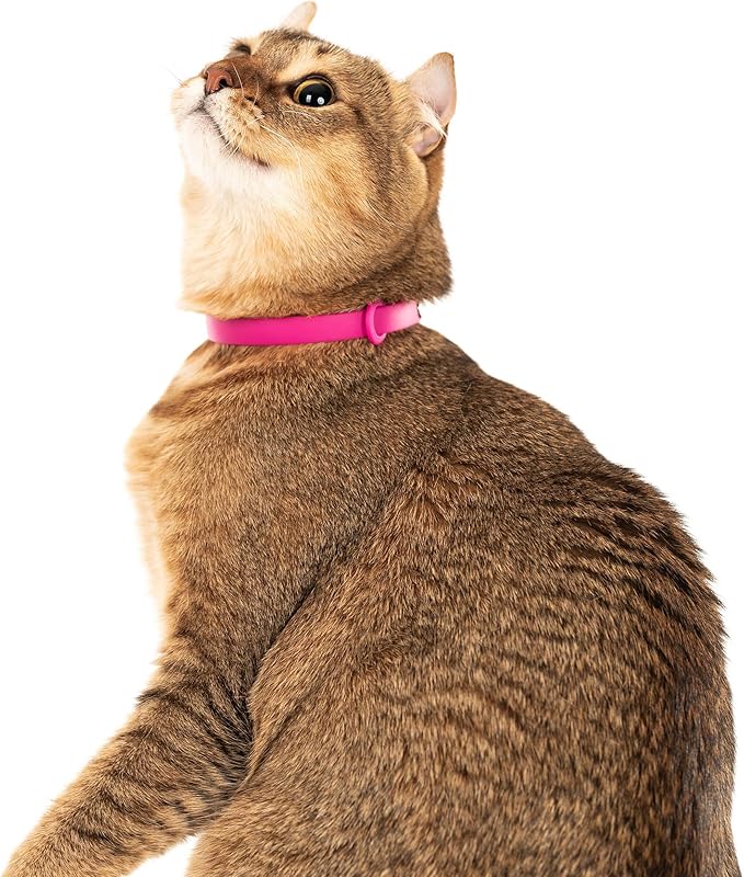 Breakaway Cat Collar - Image 5