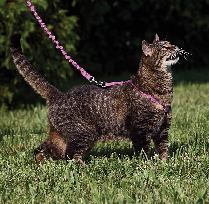 PetSafe Come With Me Kitty Cat Harness & Bungee Leash - Image 2