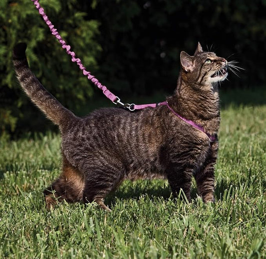 PetSafe Come With Me Kitty Cat Harness & Bungee Leash - Image 2