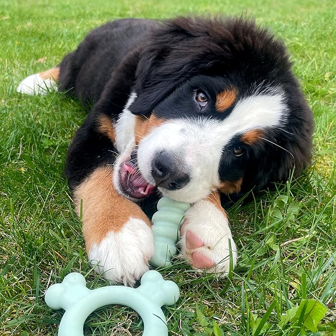 Nylabone Sensory Material Soothing Puppy Chew Toy Bundle, Toys - Image 9