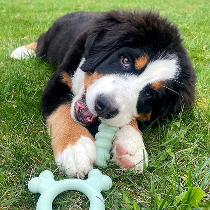 Nylabone Sensory Material Soothing Puppy Chew Toy Bundle, Toys - Image 9