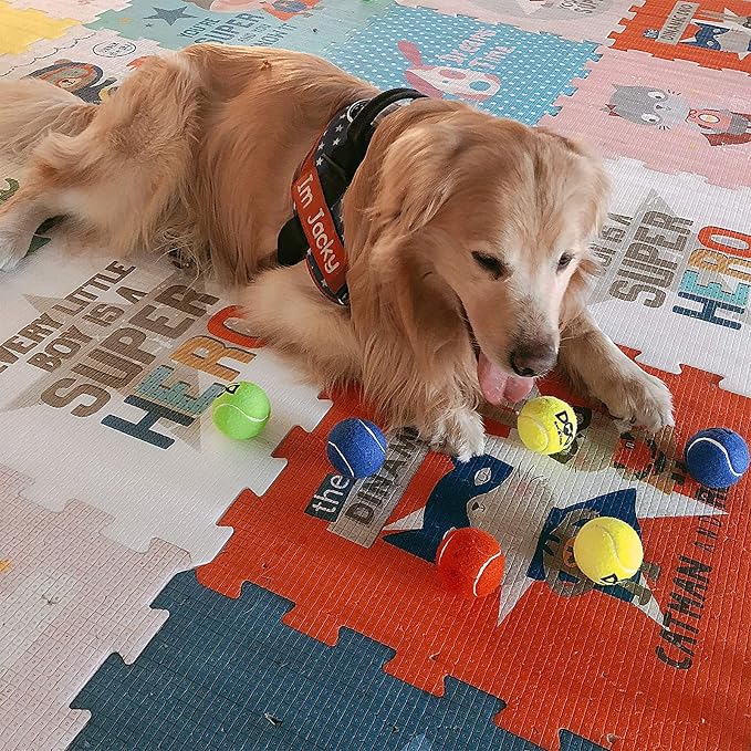 Squeaky Tennis Balls for Dogs - Image 7
