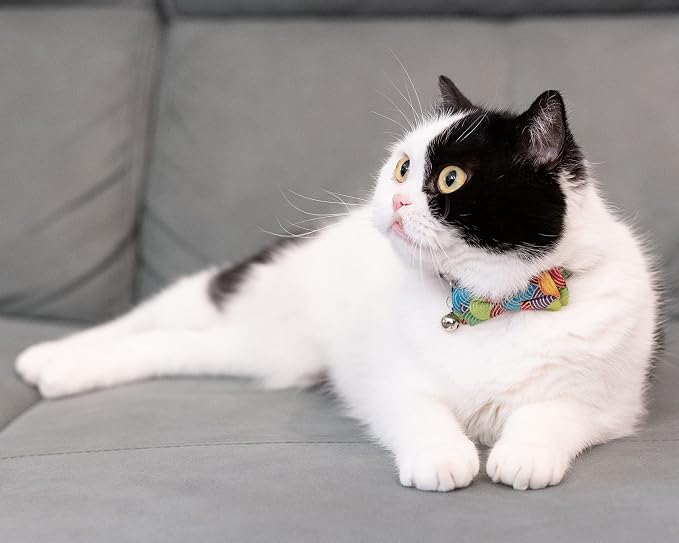 Collar for Cat Pet Breakaway - Image 2