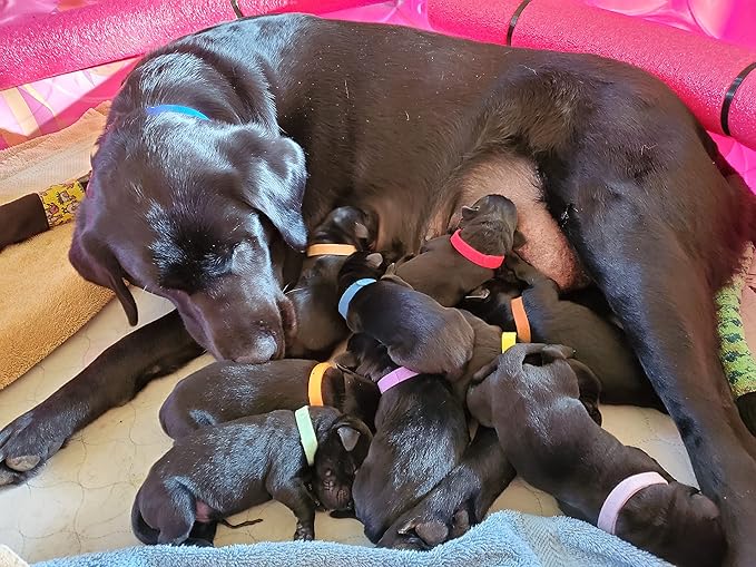 GAMUDA 15Pcs Newborn Puppy Collars, Super Soft Nylon Adjustable Whelping ID - Image 7