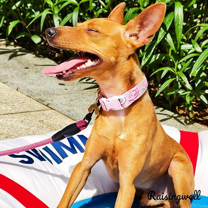 Cute Dog Collar Rainbow Pattern - Image 6