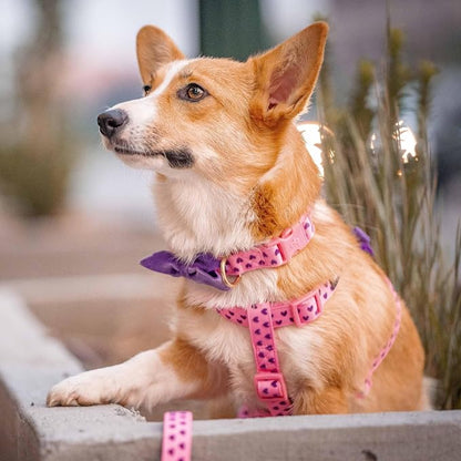 Blueberry Pet Adjustable Flocking Dog Collar - Image 8