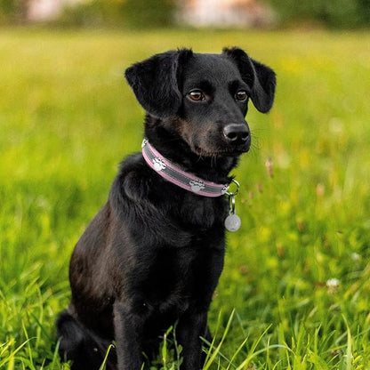 PETCARE Reflective Dog Collar - Image 2
