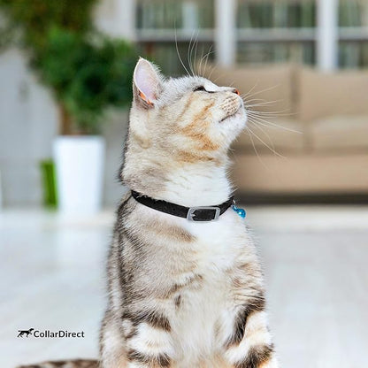 CollarDirect Leather Cat Collar, Kitten Collar - Image 7