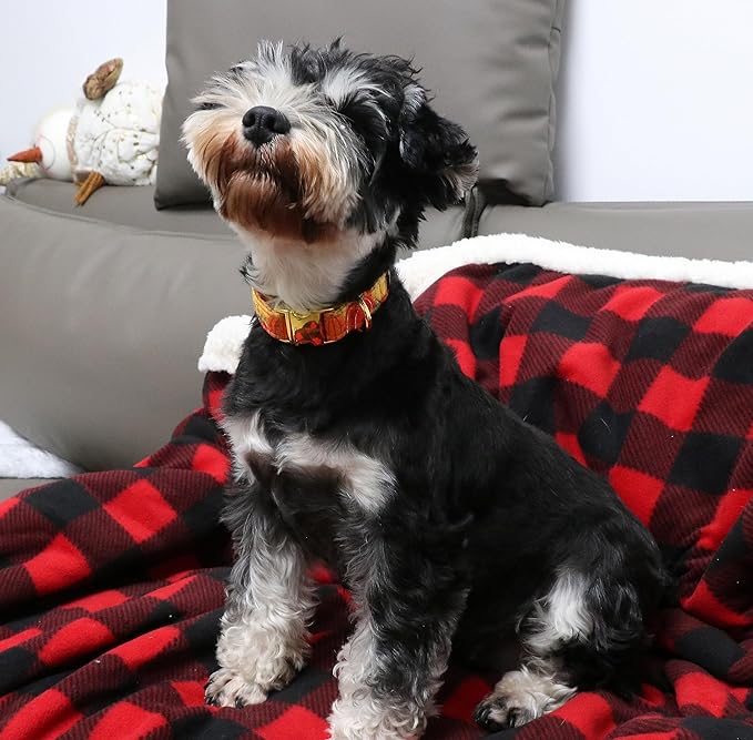 Unique style paws Halloween Dog Collar Metal Buckle Orange Pumpkin Collar Gift - Image 5